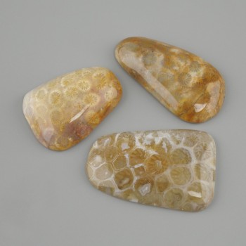 Cabochon aus fossiler Koralle 40–45 × 19–24 mm ± (in assortierten Größen)